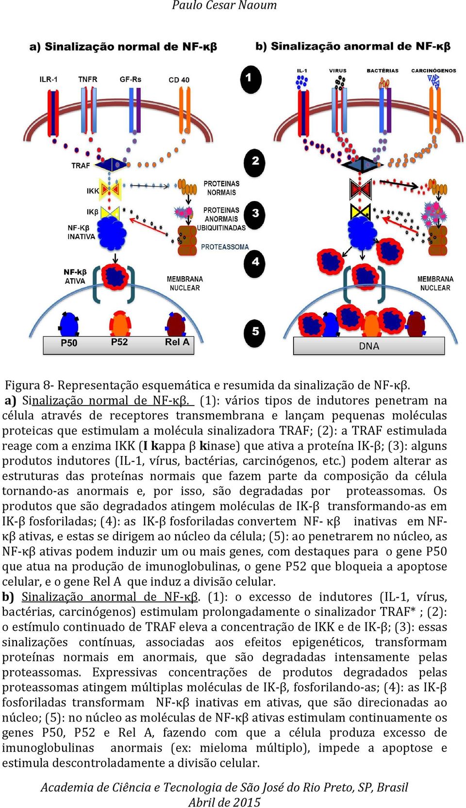 com a enzima IKK (I kappa β kinase) que ativa a proteína IK-β; (3): alguns produtos indutores (IL-1, vírus, bactérias, carcinógenos, etc.