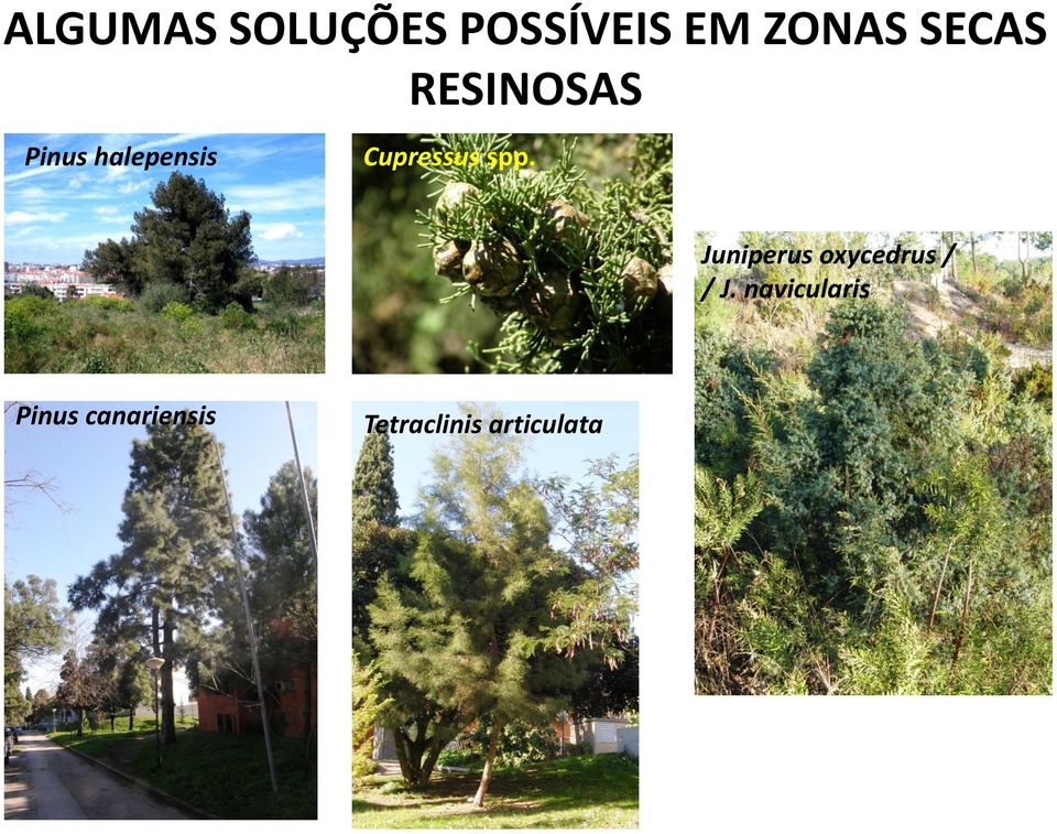 Cupressus spp. Juniperus oxycedrus / / J.