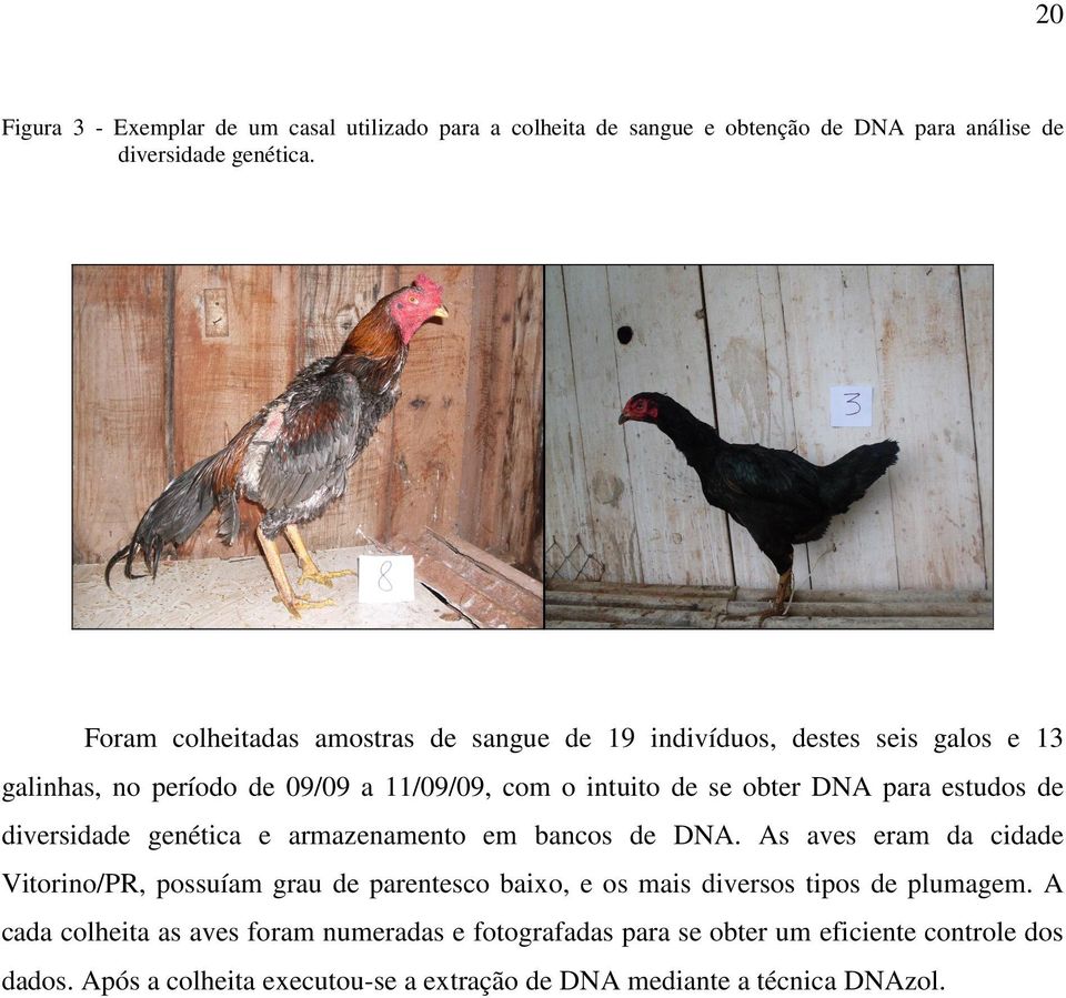 estudos de diversidade genética e armazenamento em bancos de DNA.