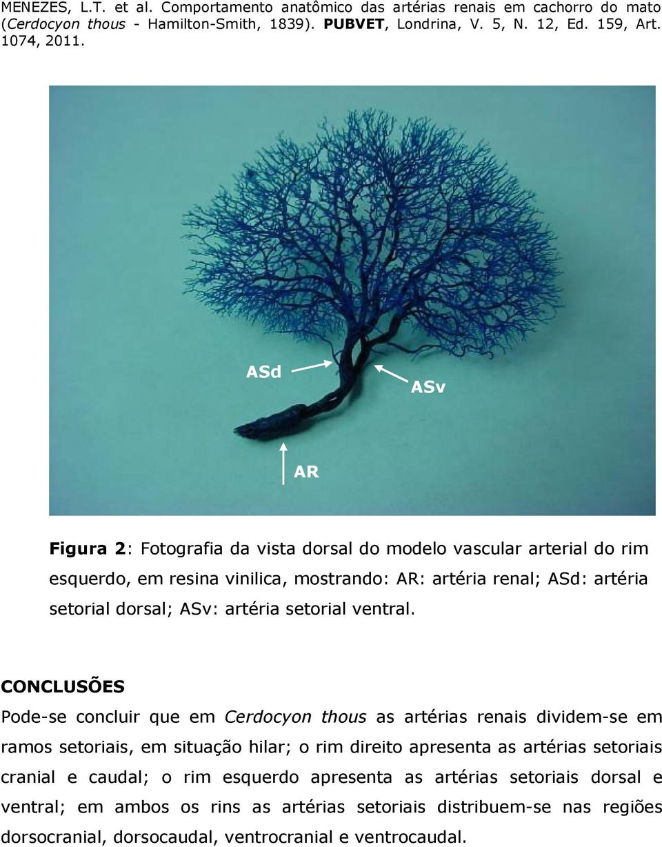 CONCLUSÕES Pode-se concluir que em Cerdocyon thous as artérias renais dividem-se em ramos setoriais, em situação hilar; o rim direito apresenta