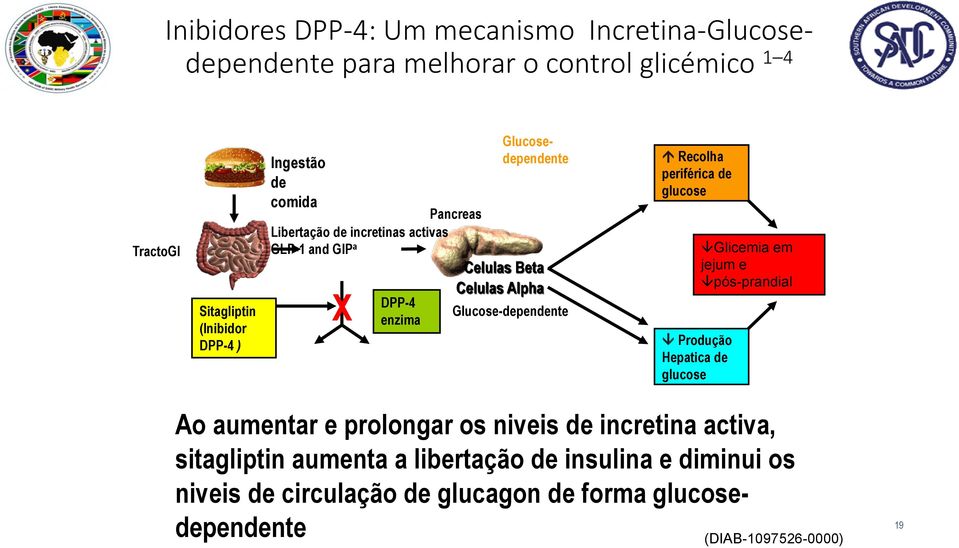 glucagon de forma glucosedependente Glucosedependente Insulina de Celulas beta (GLP-1 and GIP) Celulas Beta Celulas Alpha Glucose-dependente Glucagon das celulas alpha (GLP-1) DPP-4=dipeptidyl