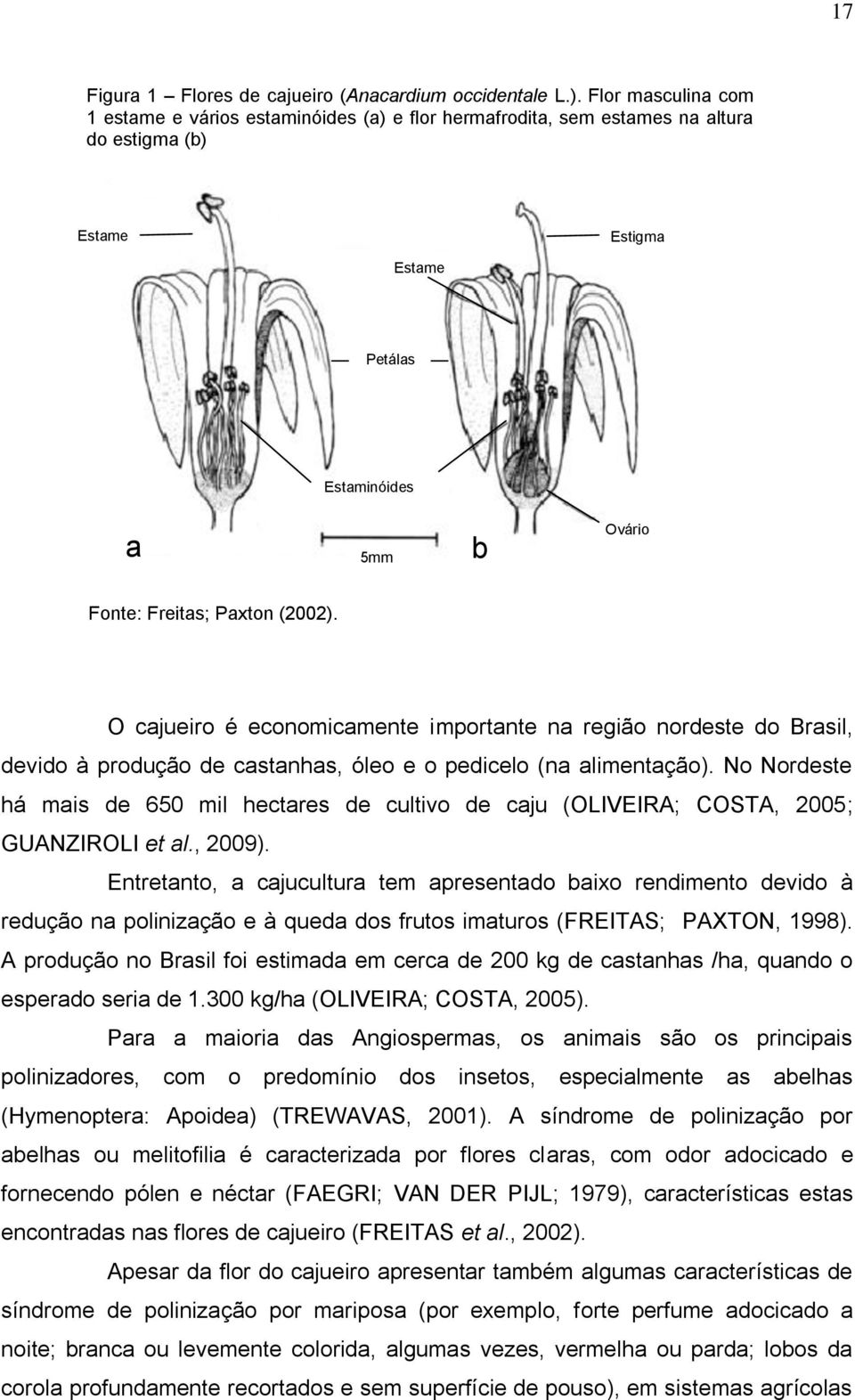 O cajueiro é economicamente importante na região nordeste do Brasil, devido à produção de castanhas, óleo e o pedicelo (na alimentação).