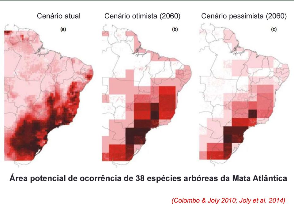 ocorrência de 38 espécies arbóreas da Mata