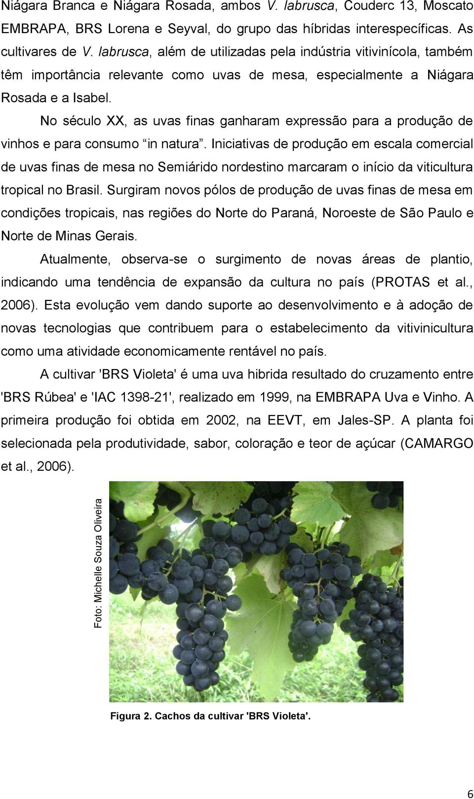 No século XX, as uvas finas ganharam expressão para a produção de vinhos e para consumo in natura.