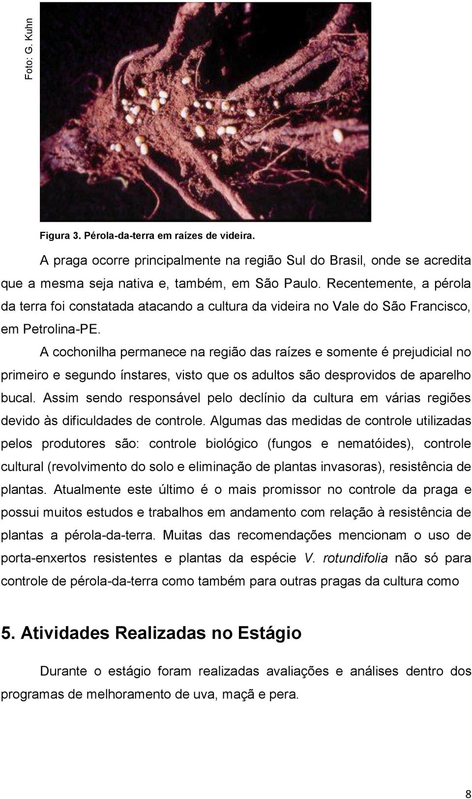 A cochonilha permanece na região das raízes e somente é prejudicial no primeiro e segundo ínstares, visto que os adultos são desprovidos de aparelho bucal.