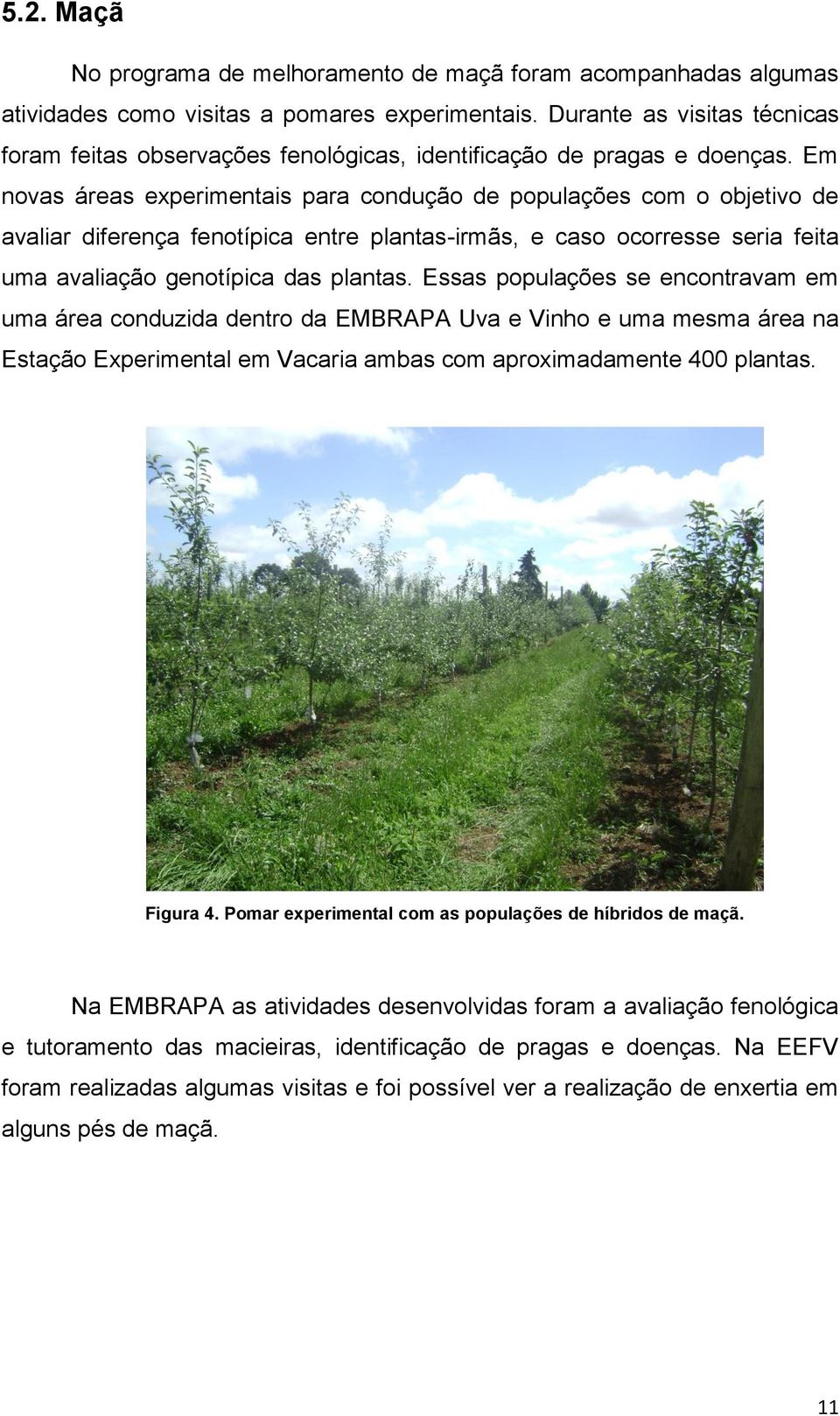 Em novas áreas experimentais para condução de populações com o objetivo de avaliar diferença fenotípica entre plantas-irmãs, e caso ocorresse seria feita uma avaliação genotípica das plantas.