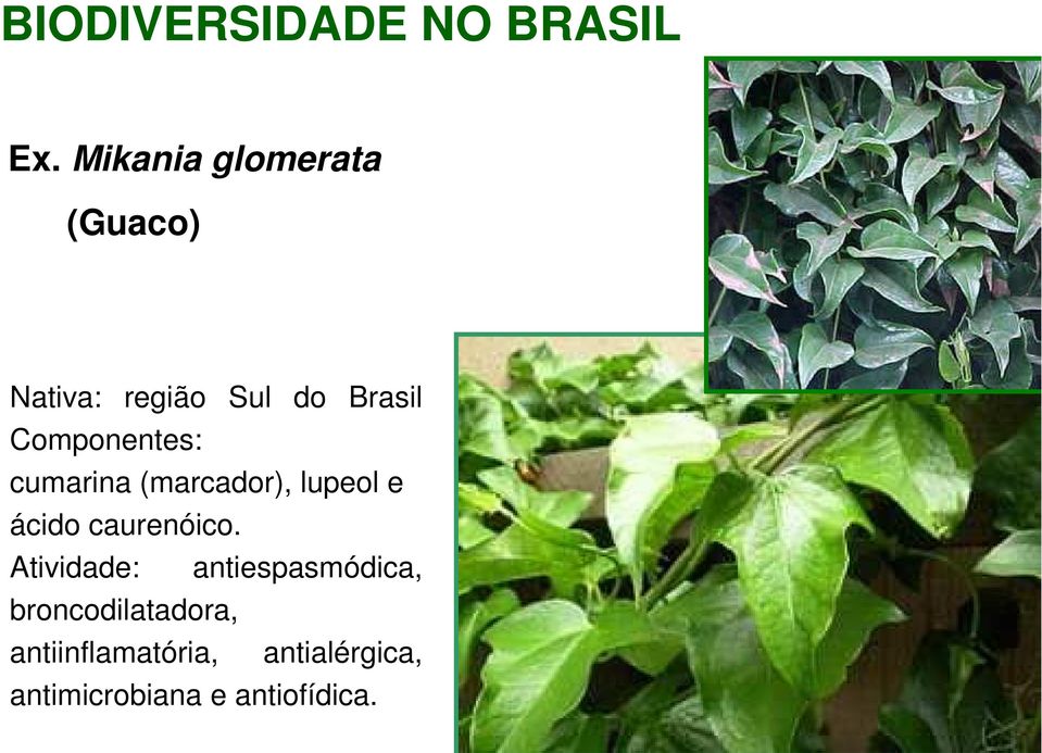 Componentes: cumarina (marcador), lupeol e ácido caurenóico.