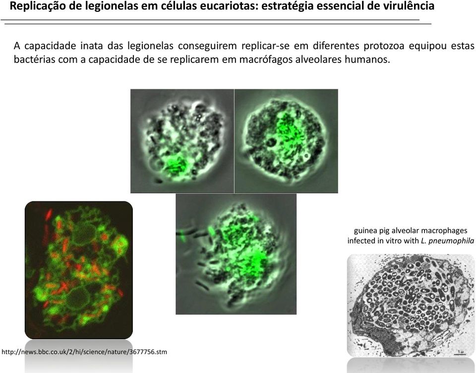 bactérias com a capacidade de se replicarem em macrófagos alveolares humanos.