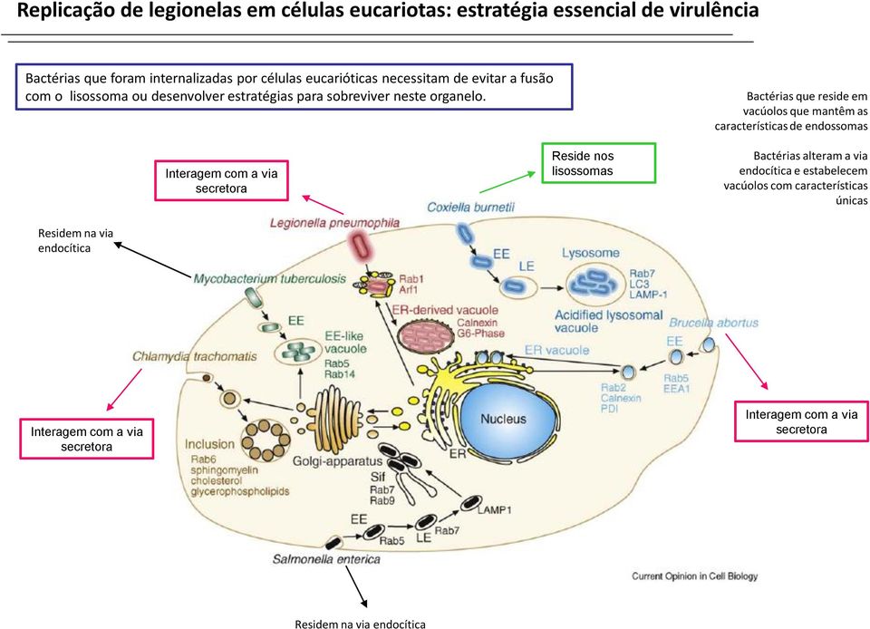 Bactérias que reside em vacúolos que mantêm as características de endossomas Interagem com a via secretora Reside nos lisossomas Bactérias