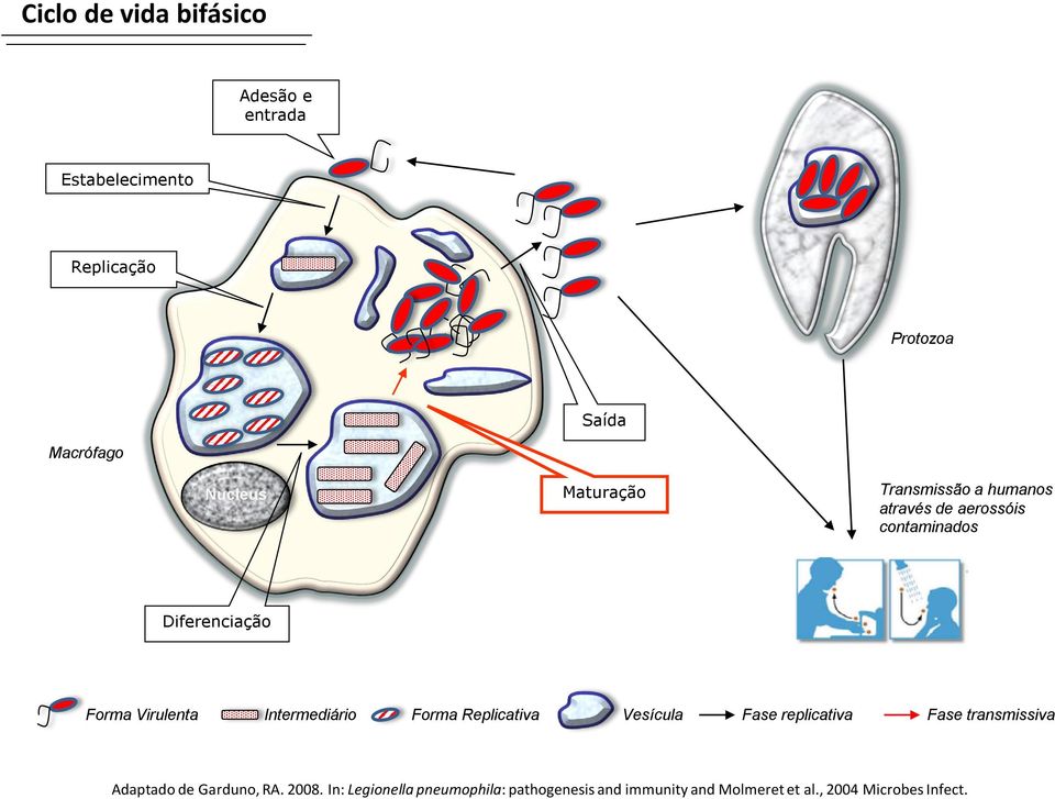 Intermediário Forma Replicativa Vesícula Fase replicativa Fase transmissiva Adaptado de Garduno, RA.