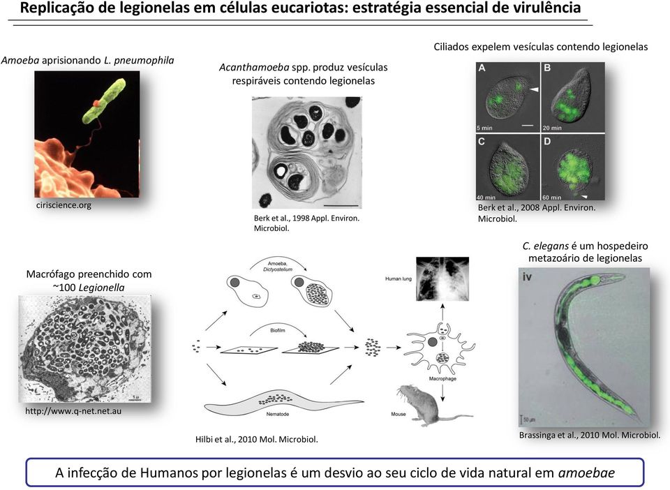 org Macrófago preenchido com ~100 Legionella Berk et al., 1998 Appl. Environ. Microbiol. Berk et al., 2008 Appl. Environ. Microbiol. C.