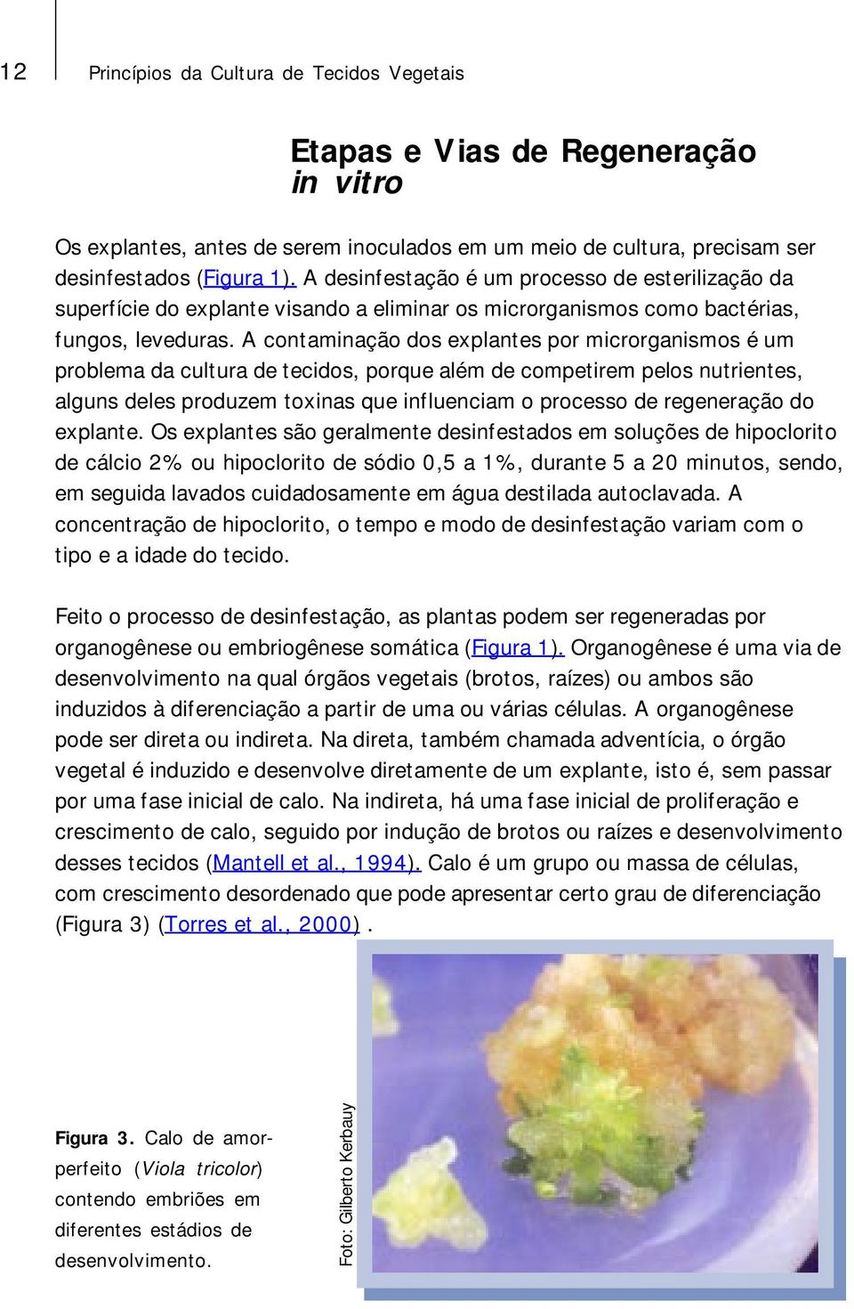 A contaminação dos explantes por microrganismos é um problema da cultura de tecidos, porque além de competirem pelos nutrientes, alguns deles produzem toxinas que influenciam o processo de