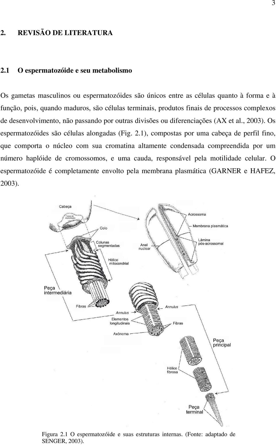 de processos complexos de desenvolvimento, não passando por outras divisões ou diferenciações (AX et al., 20