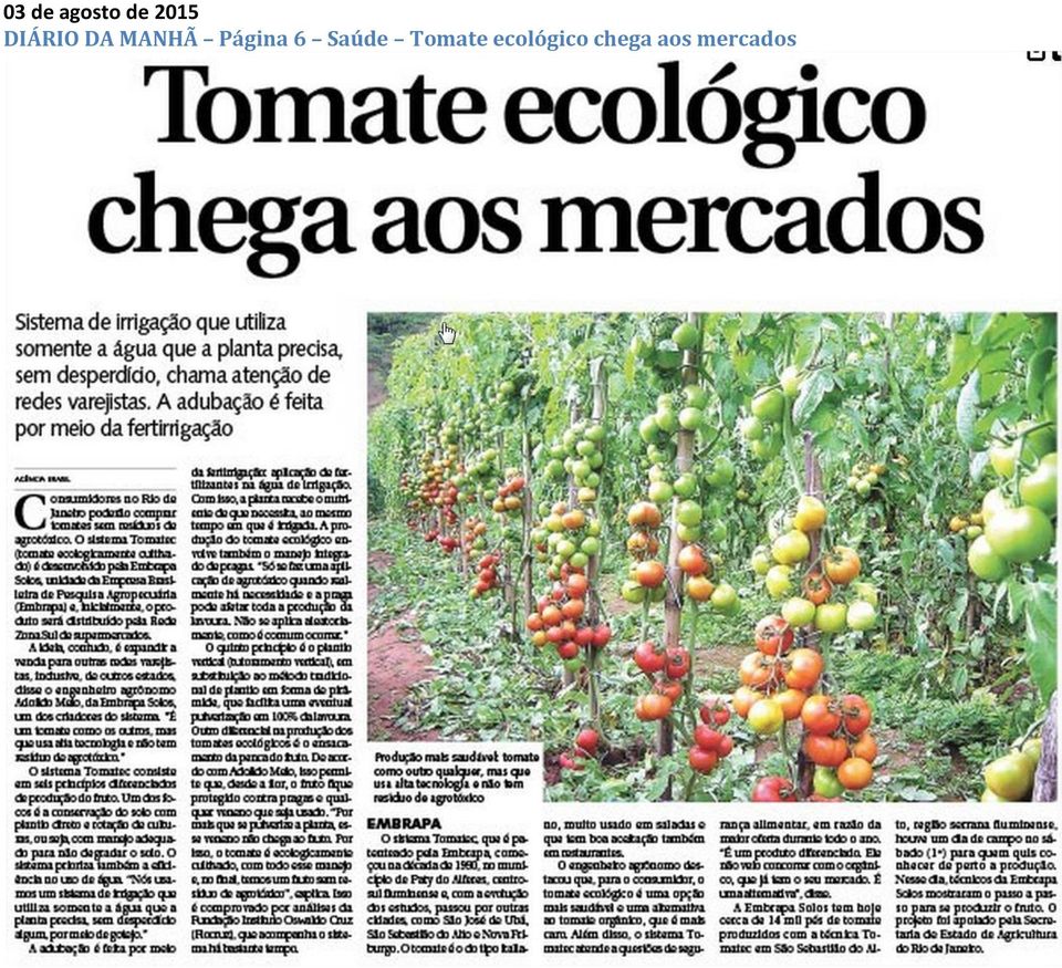 Tomate ecológico