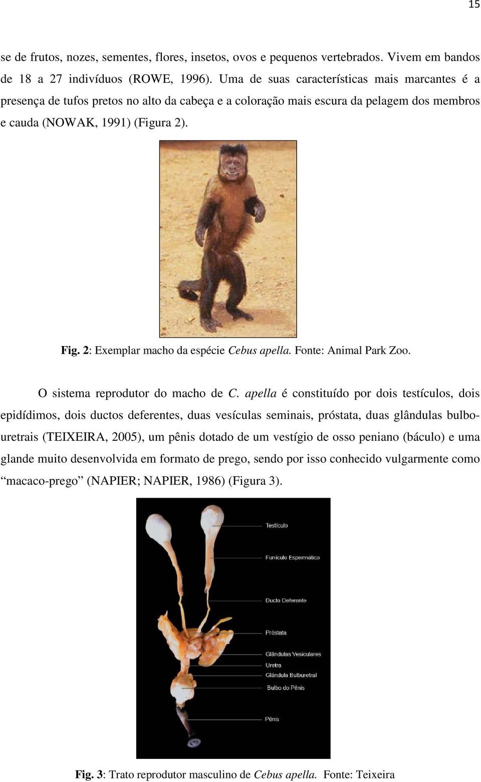 2: Exemplar macho da espécie Cebus apella. Fonte: Animal Park Zoo. O sistema reprodutor do macho de C.