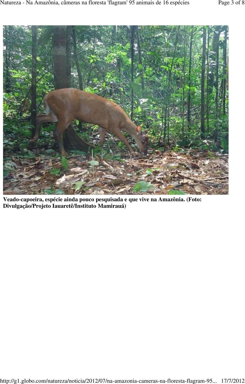 que vive na Amazônia.