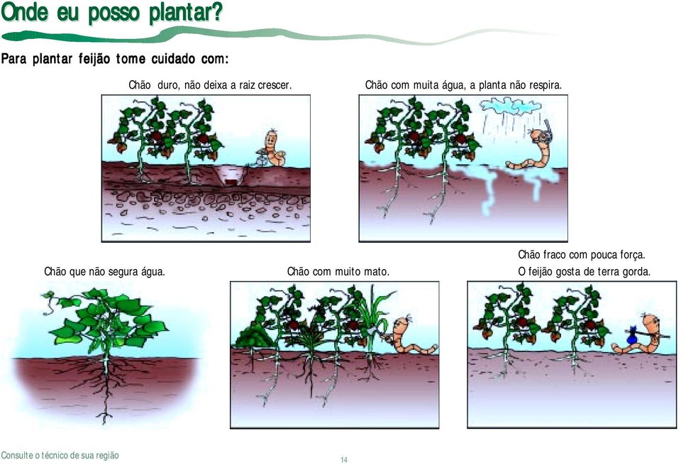 raiz crescer. Chão com muita água, a planta não respira.