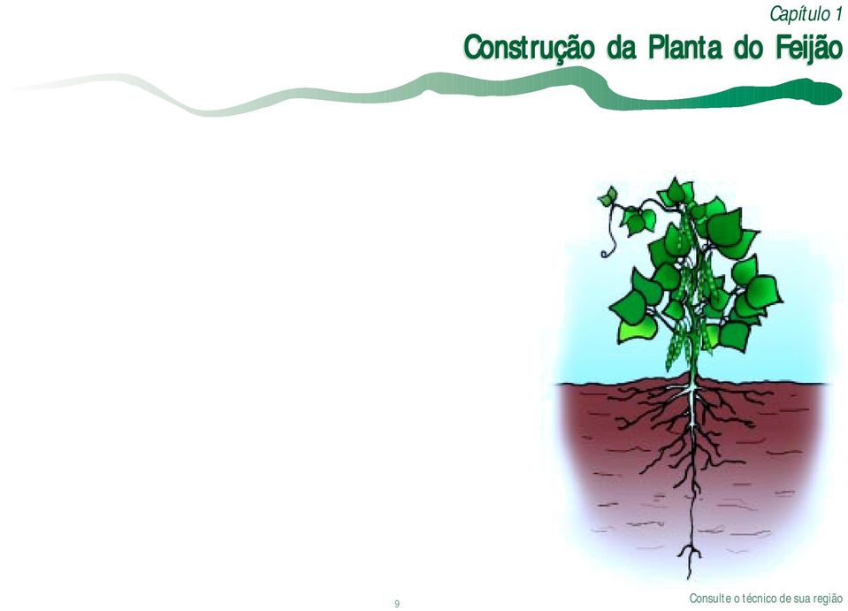 da Planta