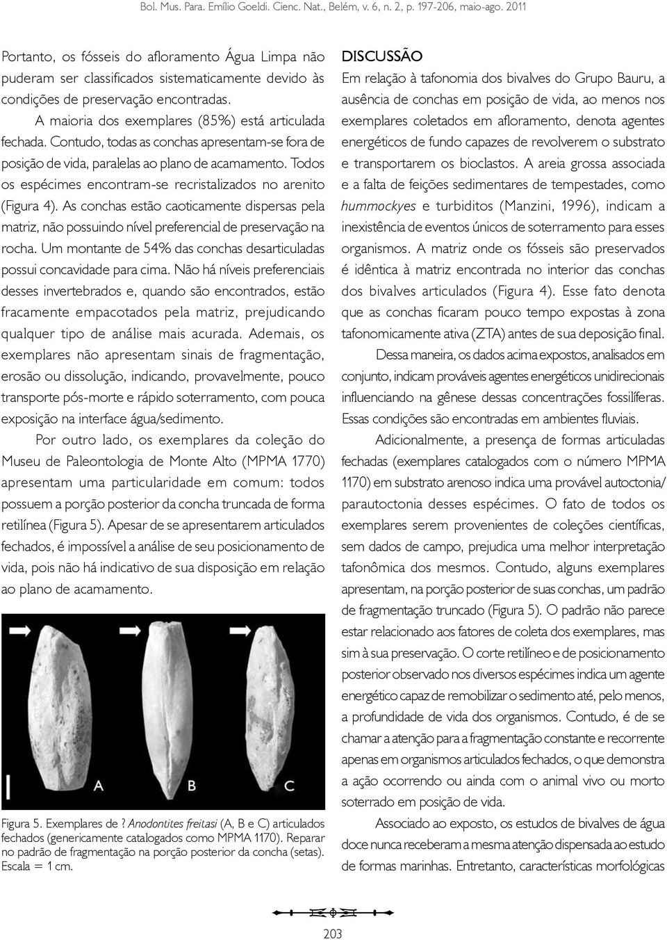 A maioria dos exemplares (85%) está articulada fechada. Contudo, todas as conchas apresentam-se fora de posição de vida, paralelas ao plano de acamamento.