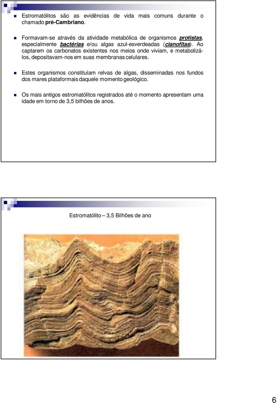 Ao captarem os carbonatos existentes nos meios onde viviam, e metabolizálos, depositavam-nos em suas membranas celulares.