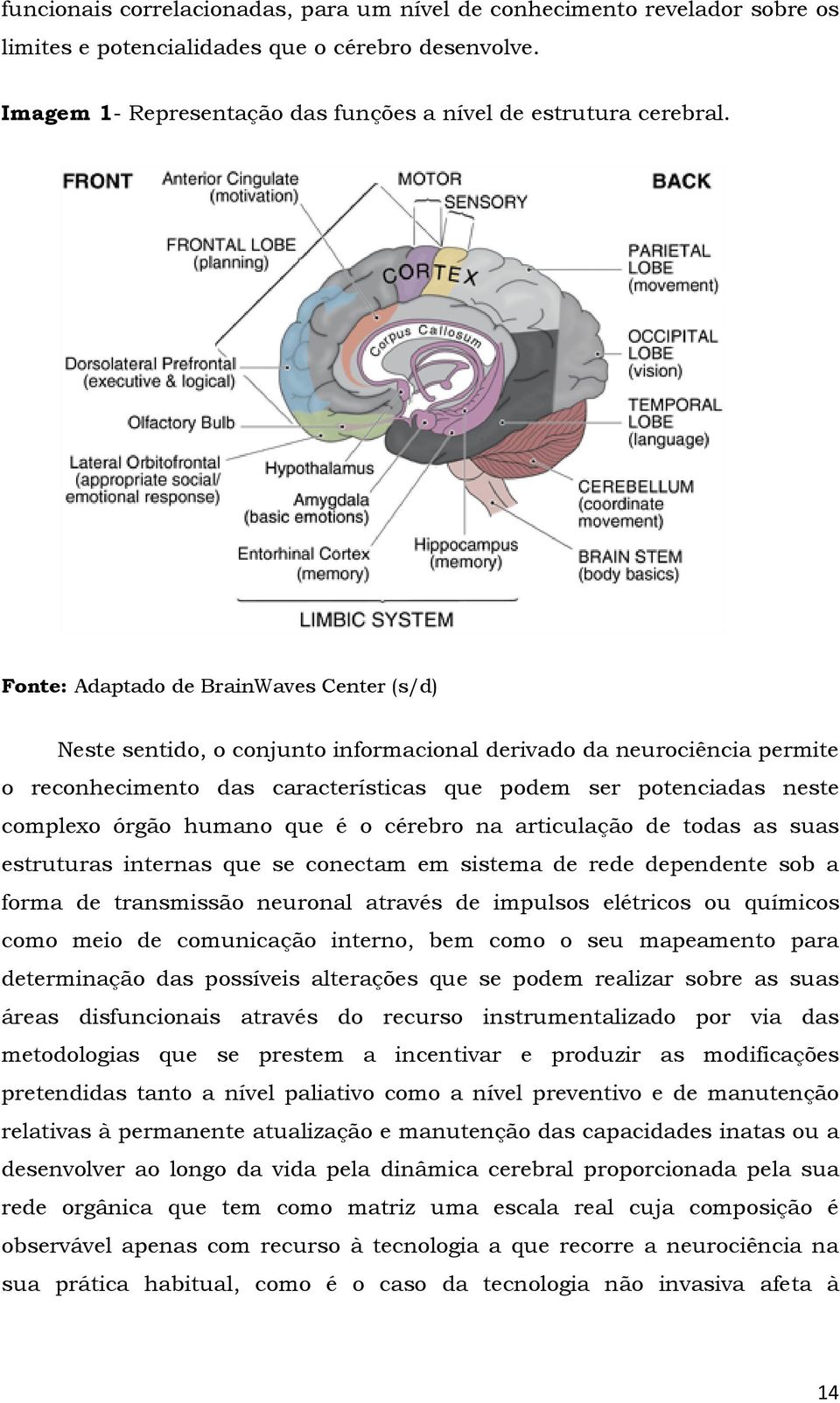 humano que é o cérebro na articulação de todas as suas estruturas internas que se conectam em sistema de rede dependente sob a forma de transmissão neuronal através de impulsos elétricos ou químicos