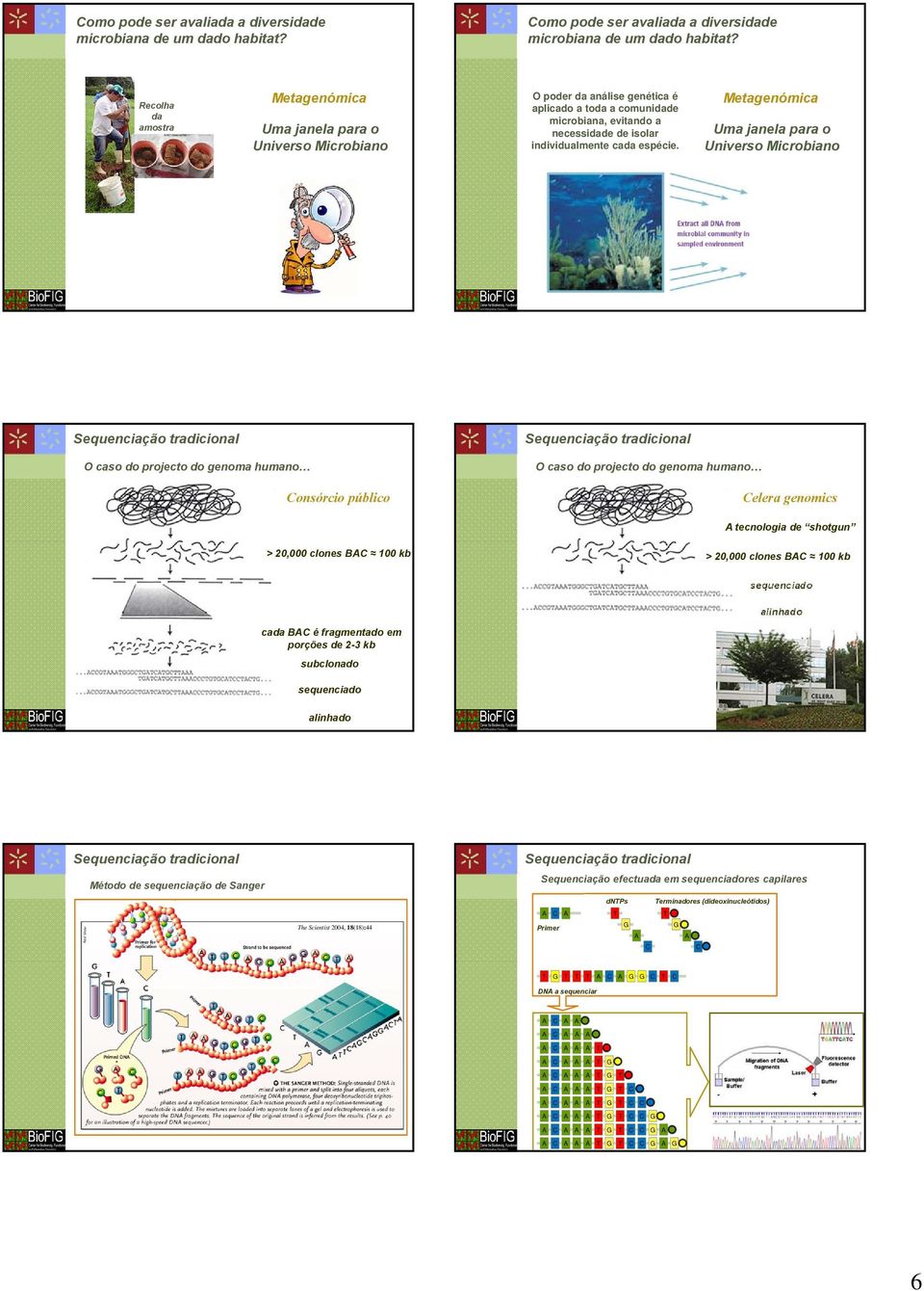 Metagenómica Uma janela para o Universo Microbiano Sequenciação tradicional Sequenciação tradicional O caso do projecto do genoma humano Consórcio público O caso do projecto do genoma humano Celera