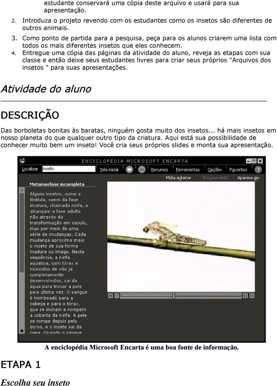 Entregue uma cópia das páginas da atividade do aluno, reveja as etapas com sua classe e então deixe seus estudantes livres para criar seus próprios "Arquivos dos insetos " para suas apresentações.