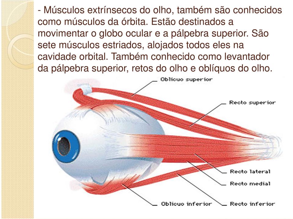 São sete músculos estriados, alojados todos eles na cavidade orbital.