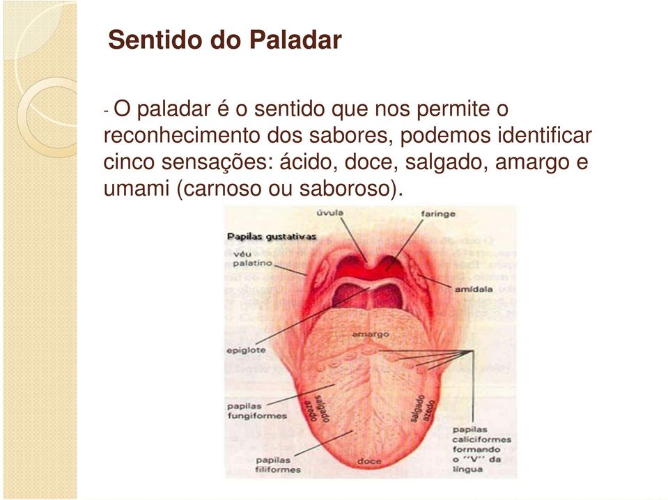 podemos identificar cinco sensações: ácido,