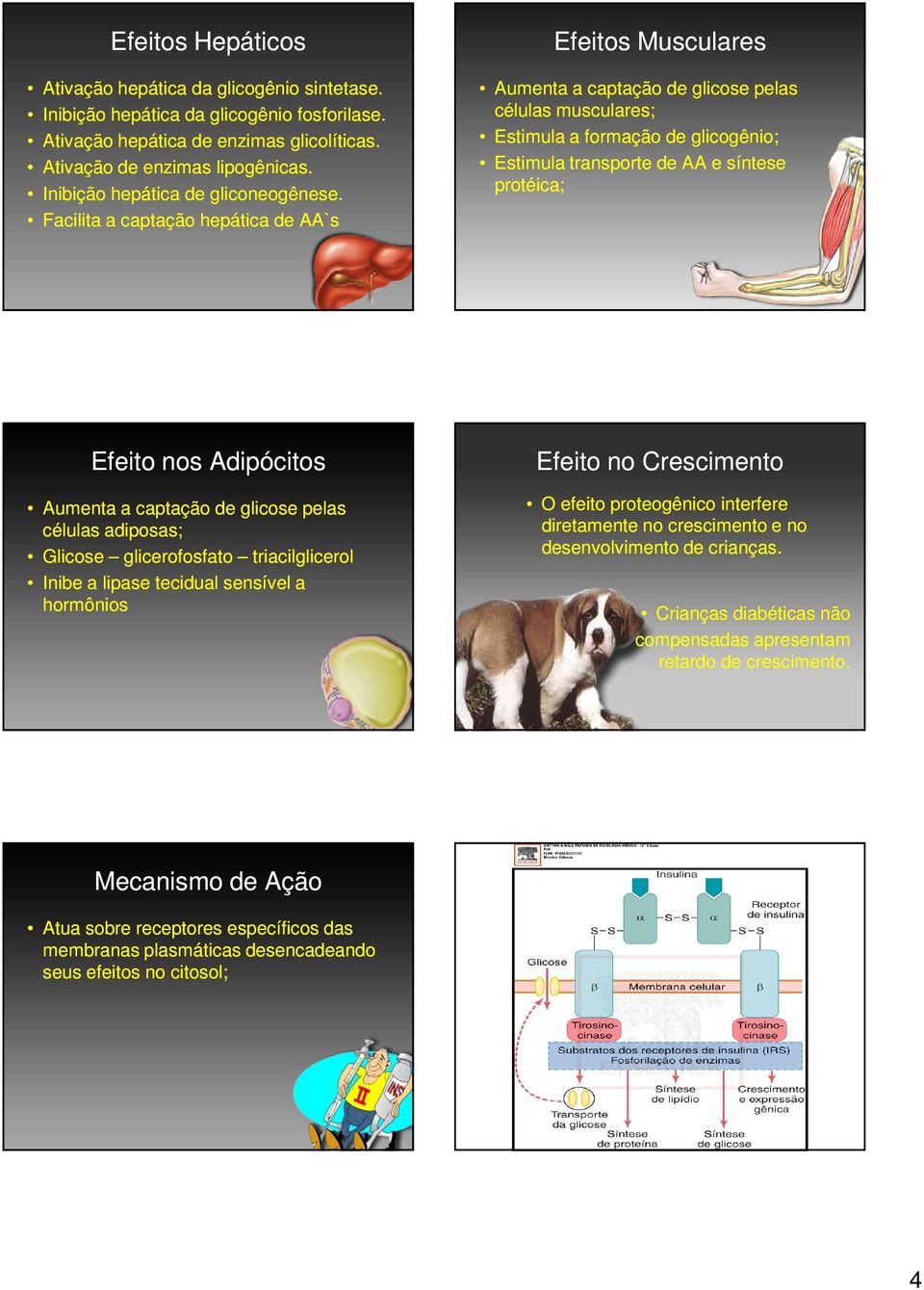 Facilita a captação hepática de AA`s Efeitos Musculares Aumenta a captação de glicose pelas células musculares; Estimula a formação de glicogênio; Estimula transporte de AA e síntese protéica; Efeito