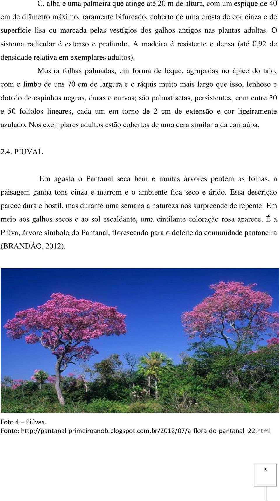 Mostra folhas palmadas, em forma de leque, agrupadas no ápice do talo, com o limbo de uns 70 cm de largura e o ráquis muito mais largo que isso, lenhoso e dotado de espinhos negros, duras e curvas;