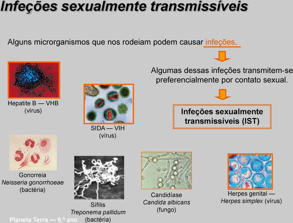 Hepatite B VHB (vírus) SIDA VIH (vírus) Infeções sexualmente transmissíveis (IST) Gonorreia Neisseria