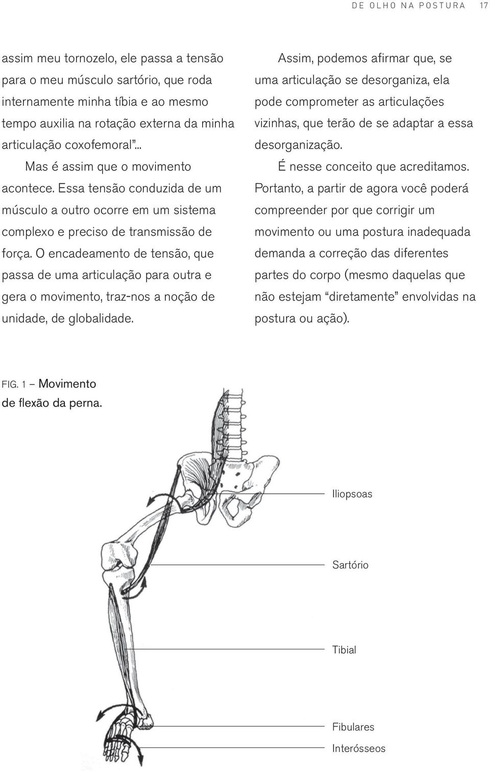 O encadeamento de tensão, que passa de uma articulação para outra e gera o movimento, traz-nos a noção de unidade, de globalidade.