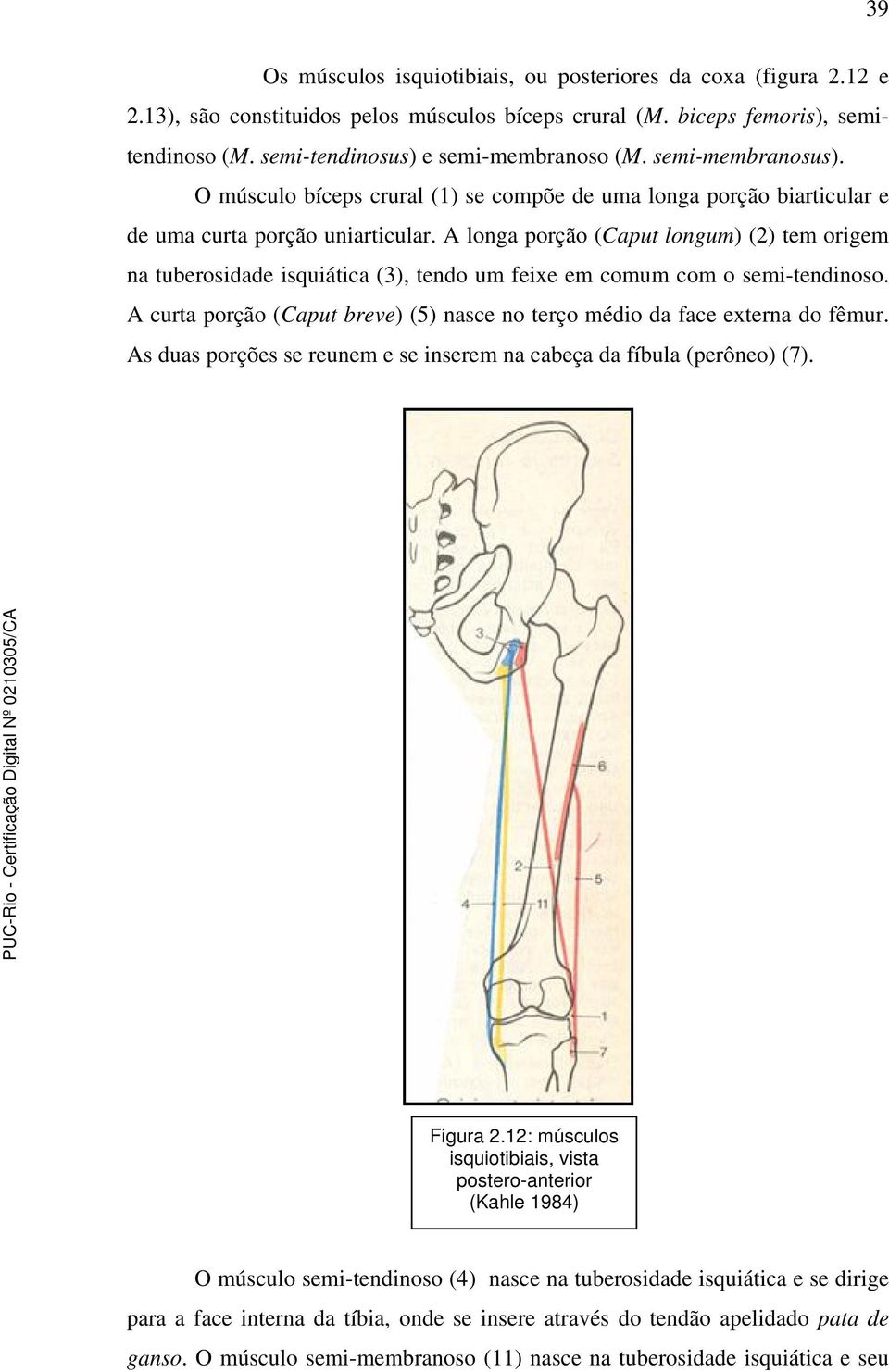 A longa porção (Caput longum) (2) tem origem na tuberosidade isquiática (3), tendo um feixe em comum com o semi-tendinoso.