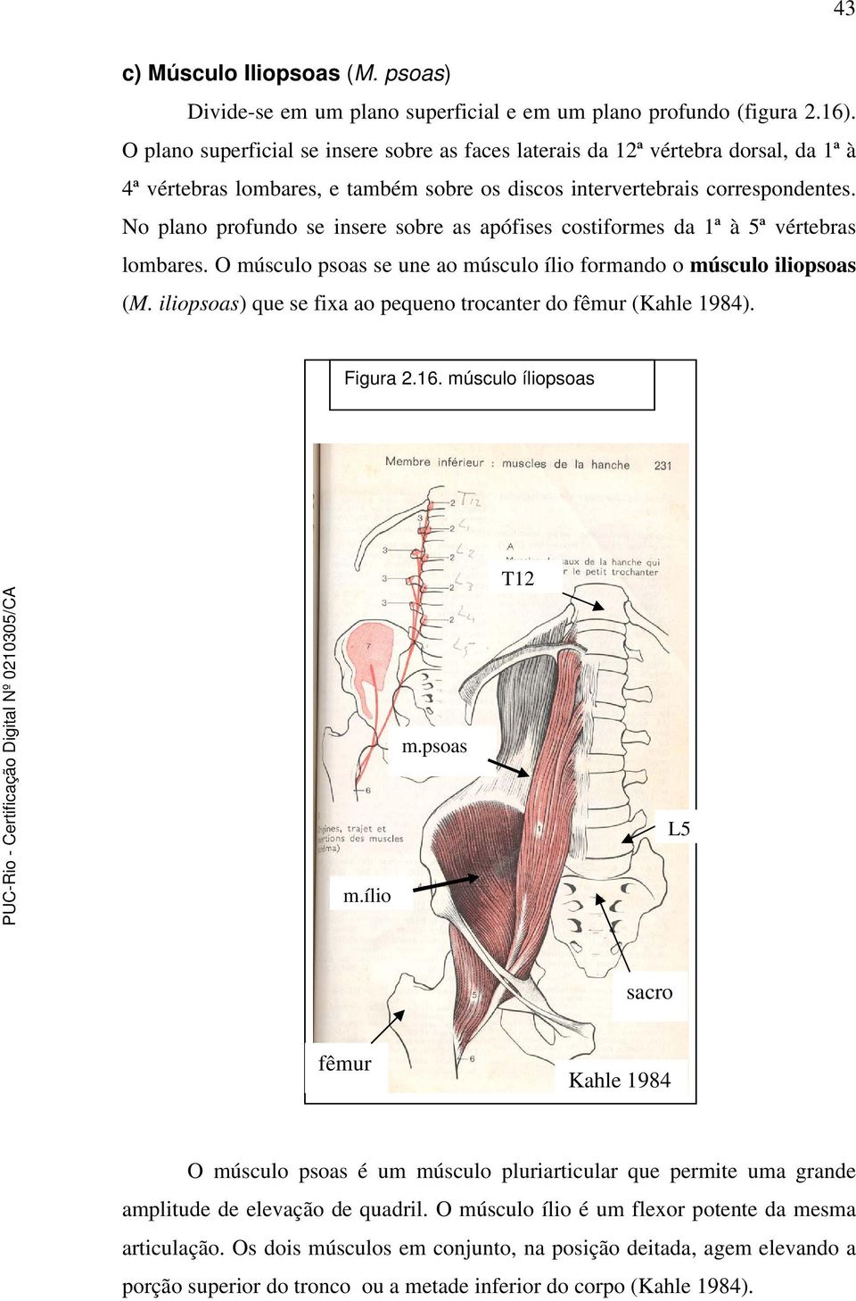 No plano profundo se insere sobre as apófises costiformes da 1ª à 5ª vértebras lombares. O músculo psoas se une ao músculo ílio formando o músculo iliopsoas (M.