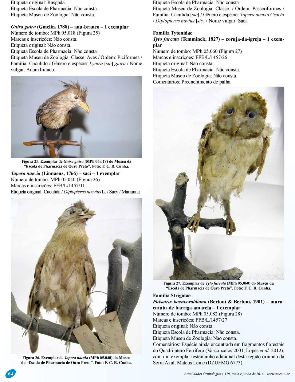Etiqueta Museu de Zoologia: Classe: / Ordem: Passeriformes / Família: Caculida [sic] / Gênero e espécie: Tapera naevia Crochi / Diplopterus navius [sic] / Nome vulgar: Saci.