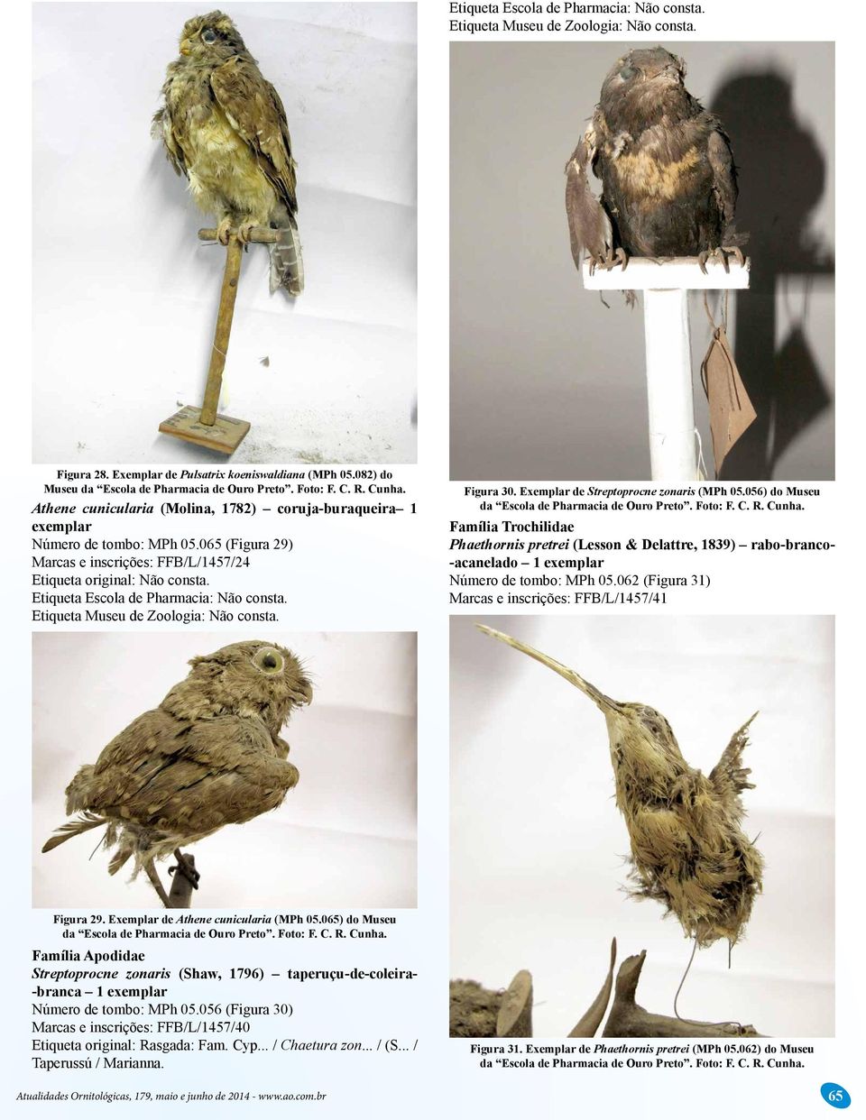 056) do Museu Família Trochilidae Phaethornis pretrei (Lesson & Delattre, 1839) rabo-branco- -acanelado 1 Número de tombo: MPh 05.062 (Figura 31) Marcas e inscrições: FFB/L/1457/41 Figura 29.