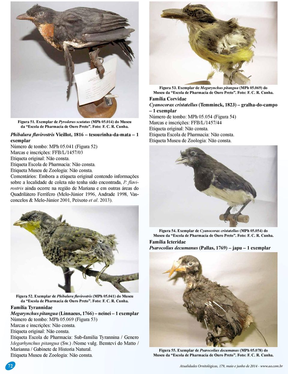 flavirostris ainda ocorre na região de Mariana e em outras áreas do Quadrilátero Ferrífero (Melo-Júnior 1996, Andrade 1998, Vasconcelos & Melo-Júnior 2001, Peixoto et al. 2013). Figura 53.