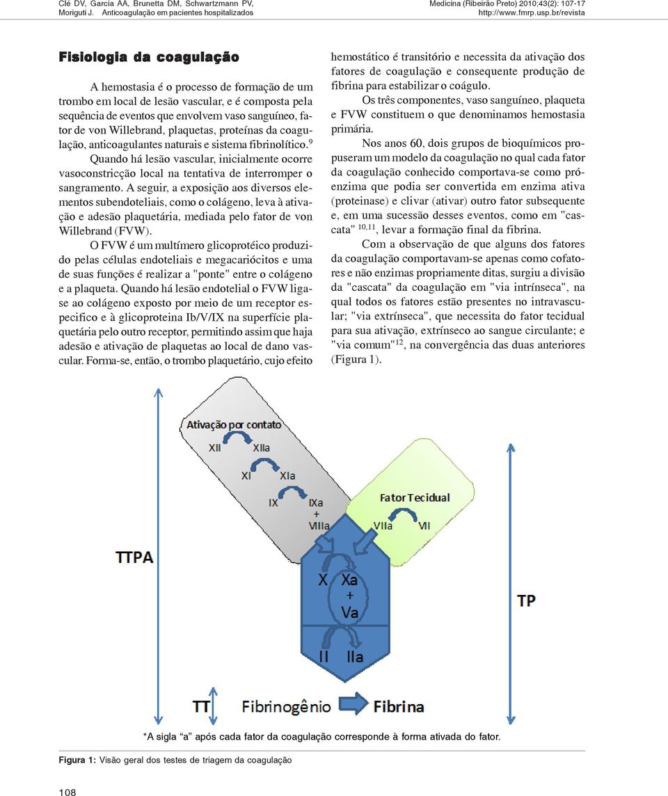 9 Quando há lesão vascular, inicialmente ocorre vasoconstricção local na tentativa de interromper o sangramento.