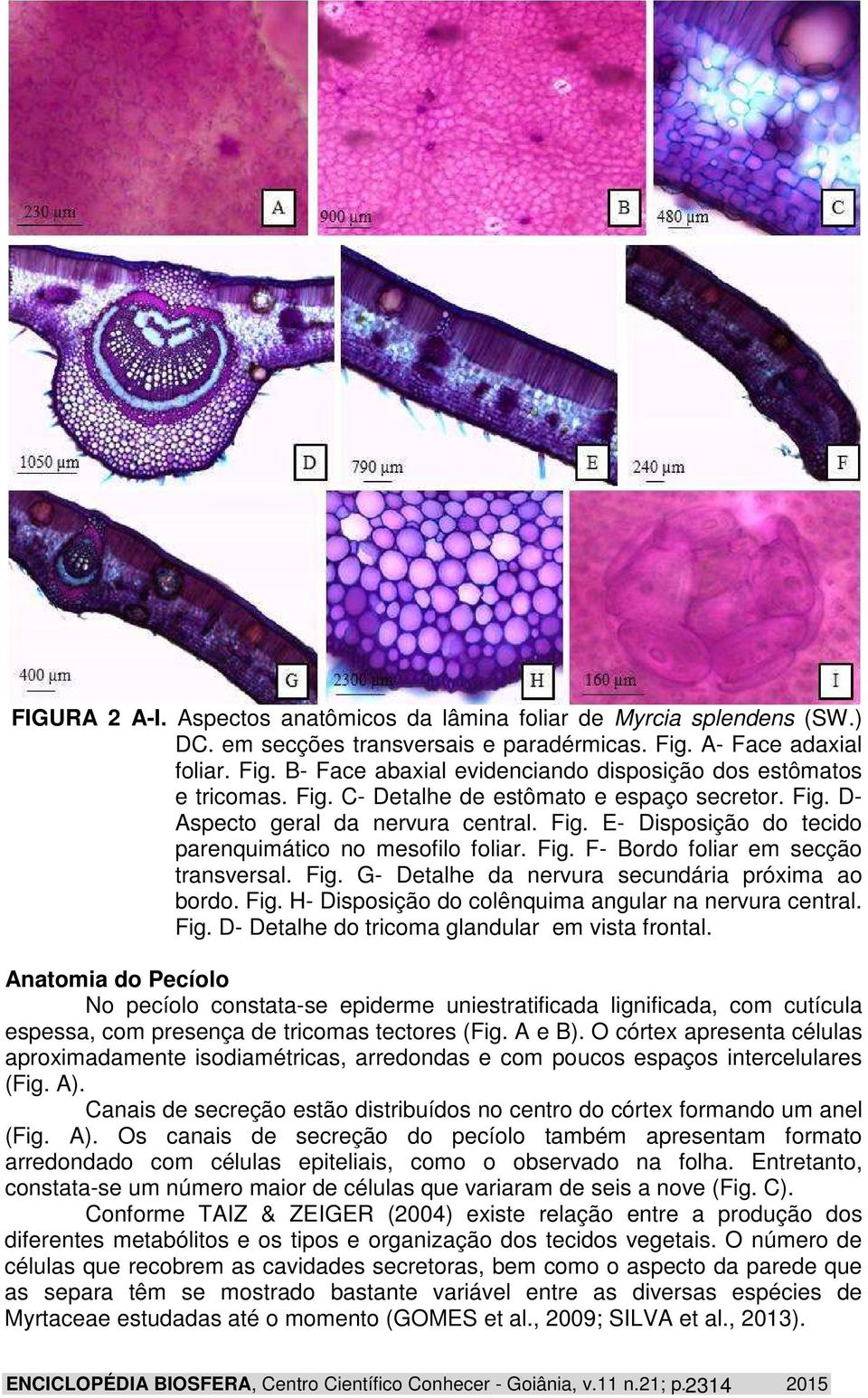 Fig. G- Detalhe da nervura secundária próxima ao bordo. Fig. H- Disposição do colênquima angular na nervura central. Fig. D- Detalhe do tricoma glandular em vista frontal.