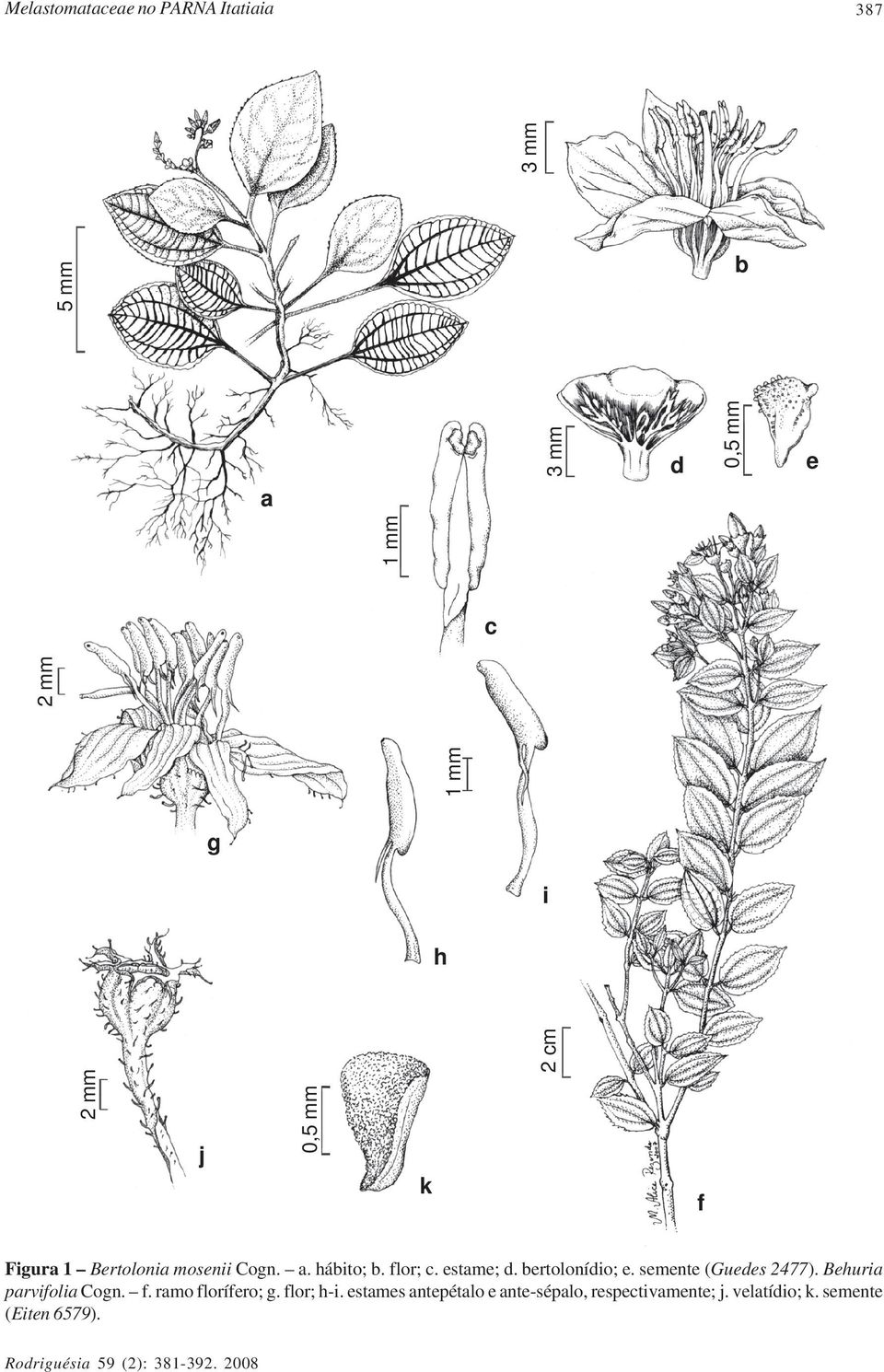 bertolonídio; e. semente (Guedes 2477). Behuria parvifolia Cogn. f. ramo florífero; g.