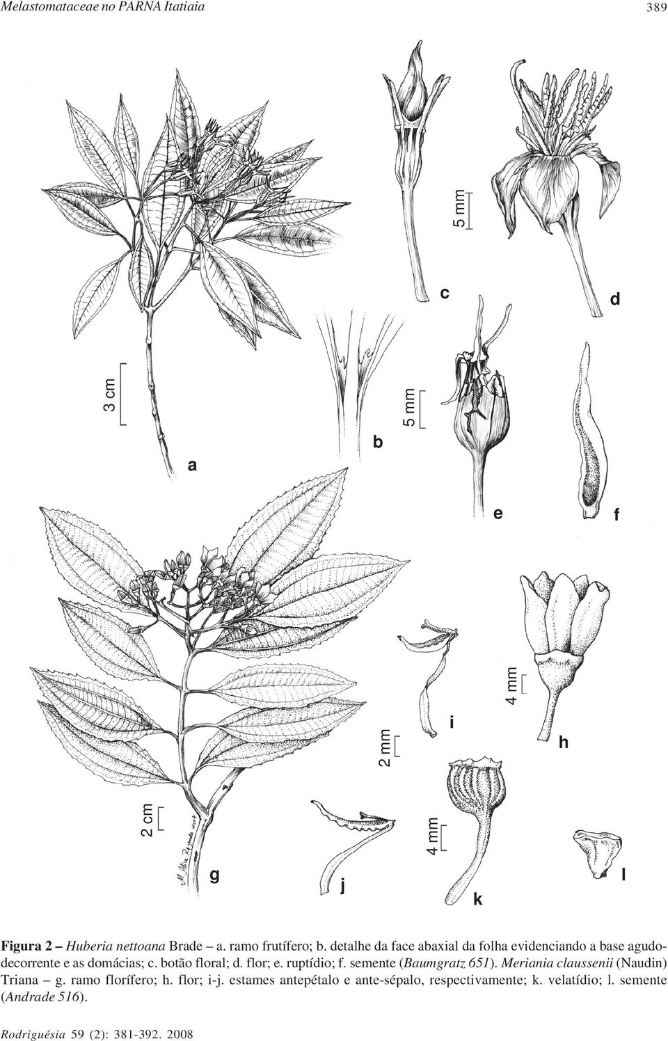 detalhe da face abaxial da folha evidenciando a base agudodecorrente e as domácias; c. botão floral; d. flor; e.