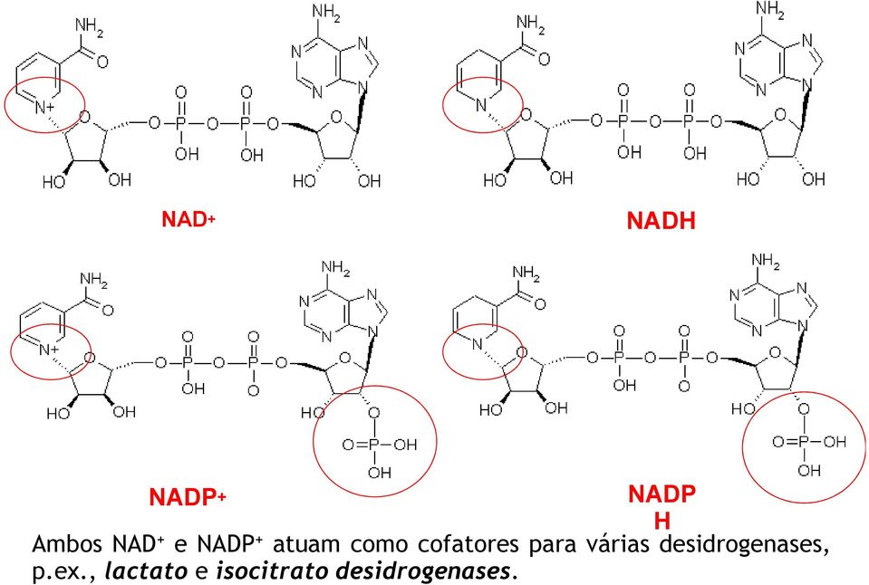 para várias desidrogenases, p.ex.