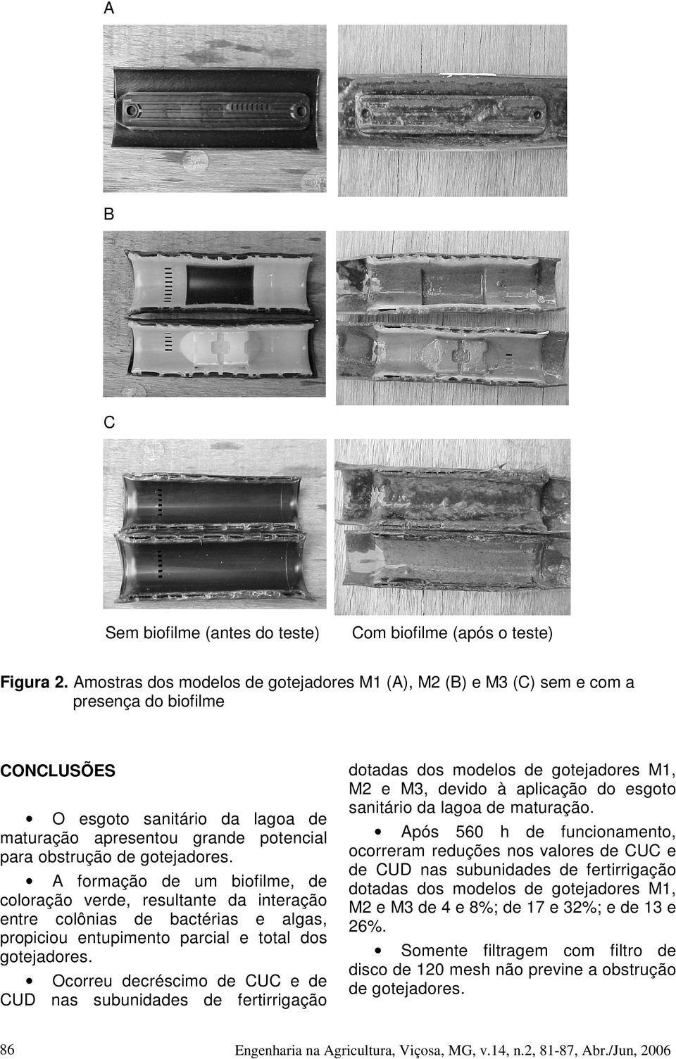 gotejadores. A formação de um biofilme, de coloração verde, resultante da interação entre colônias de bactérias e algas, propiciou entupimento parcial e total dos gotejadores.