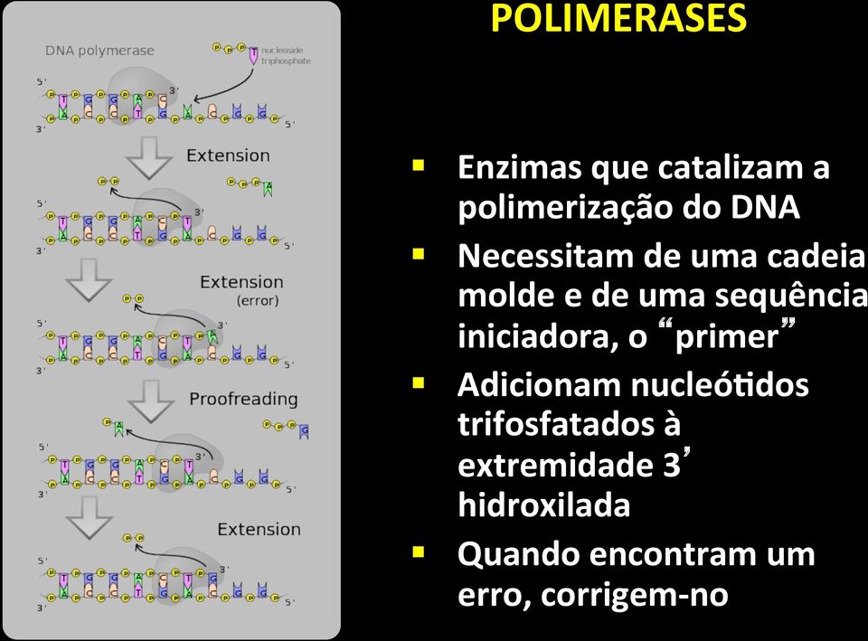 iniciadora, o primer Adicionam nucleó4dos trifosfatados à