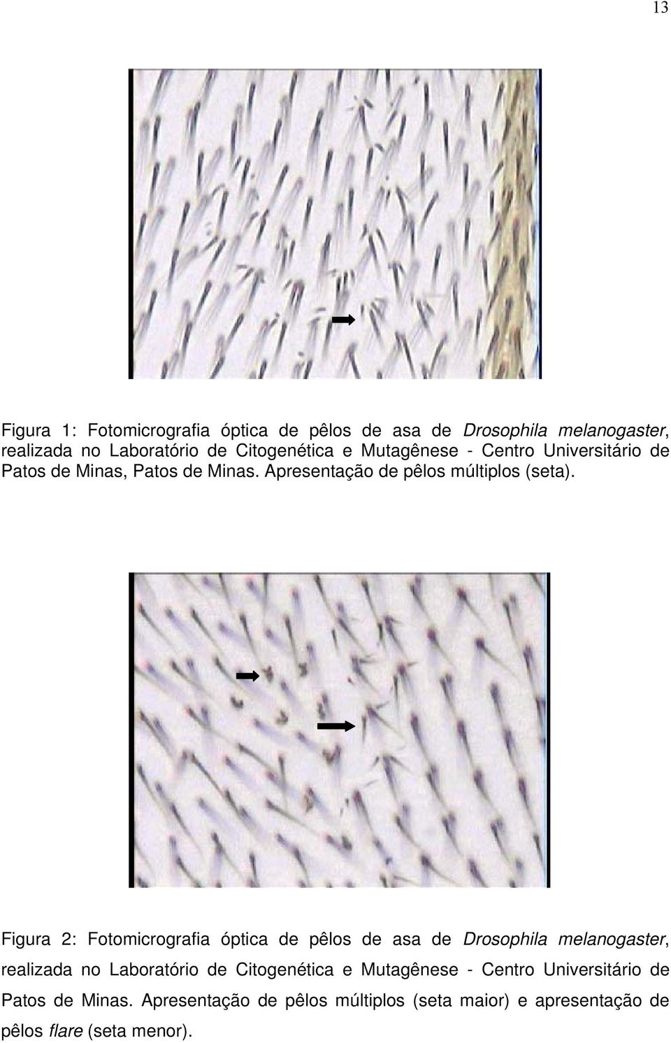 Figura 2: Fotomicrografia óptica de pêlos de asa de Drosophila melanogaster, realizada no Laboratório de Citogenética e