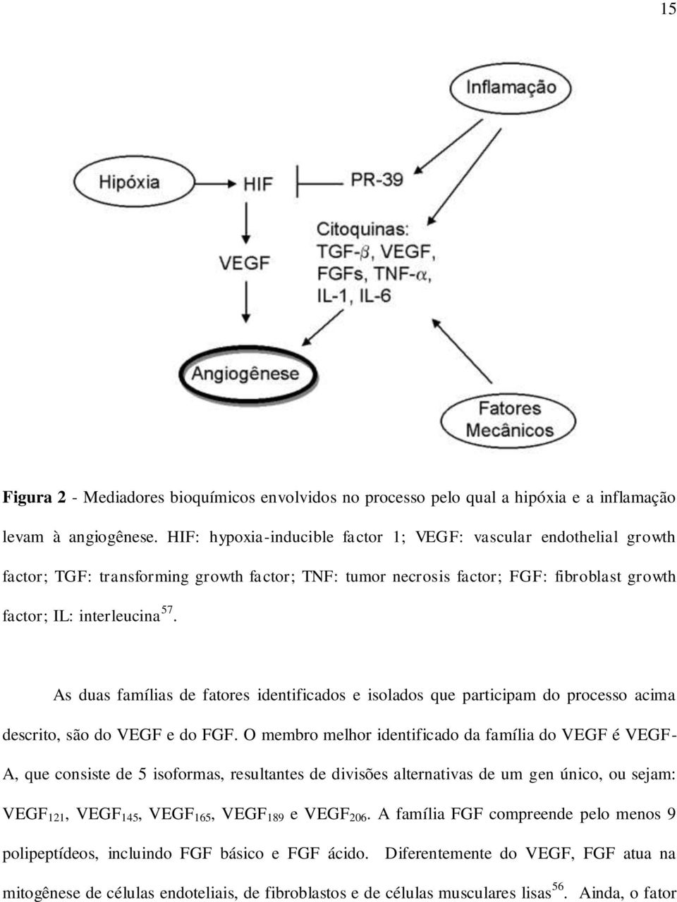As duas famílias de fatores identificados e isolados que participam do processo acima descrito, são do VEGF e do FGF.