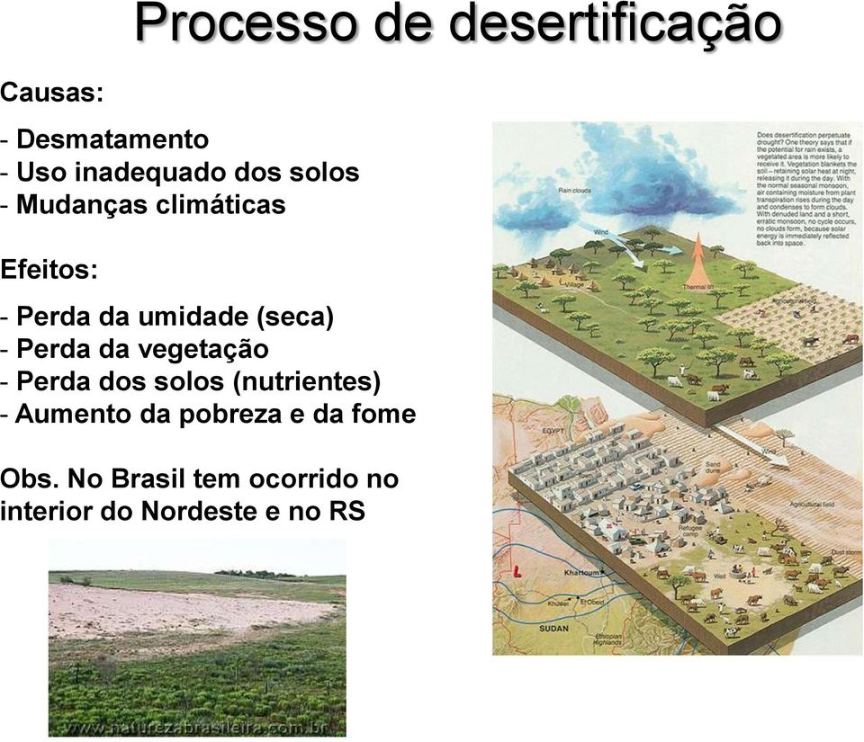 Perda da vegetação - Perda dos solos (nutrientes) - Aumento da