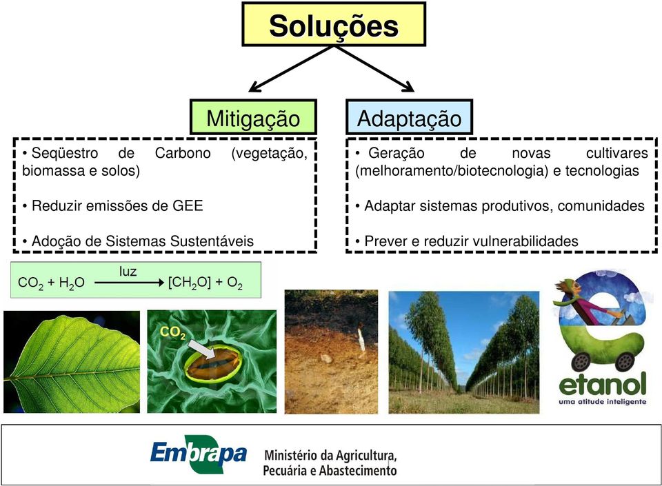 Geração de novas cultivares (melhoramento/biotecnologia) e tecnologias