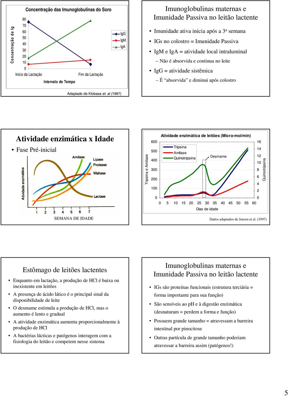 ativa inicia após a 3 a semana IGs no colostro = Imunidade Passiva IgM e IgA = atividade local intraluminal Não é absorvida e continua no leite IgG = atividade sistêmica É absorvida e diminui após